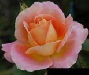 Pink Orange Rose